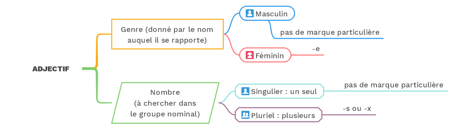 Accorder des adjectifs épithètes ou attributs  EXERCICE (3